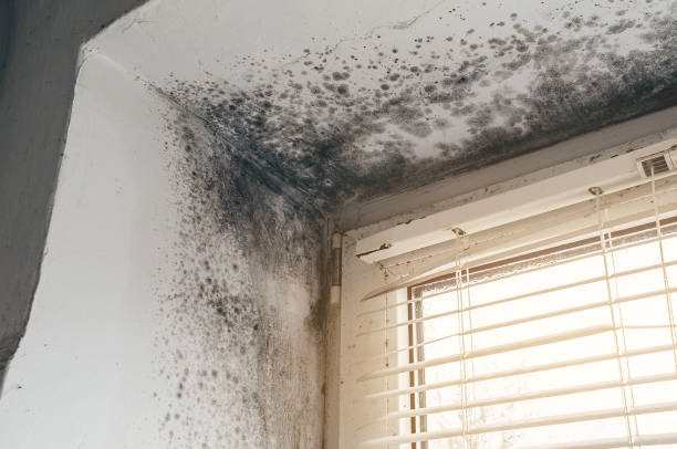 Affordable Mold Cleanup solutions in Bridgeport, TX