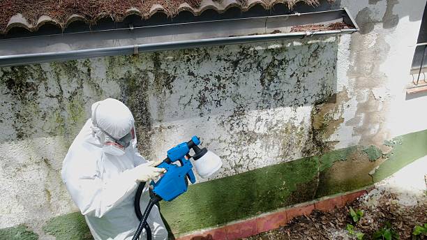 Trusted Crawl Space Mold Removal service in Bridgeport, TX - Cheap Mold Removal